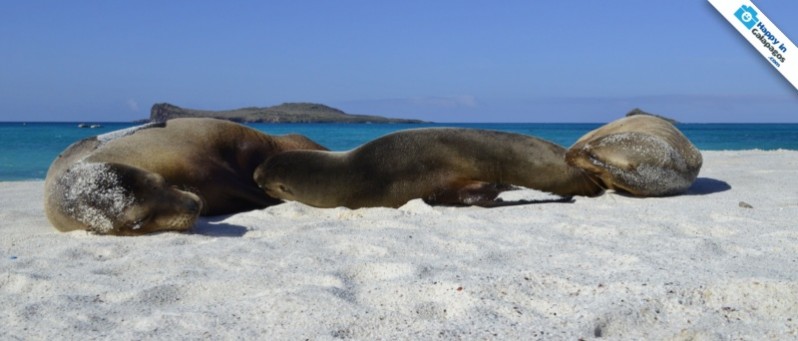 Galapagos Photo A group of sea lions sunbathing in Gardner Bay
