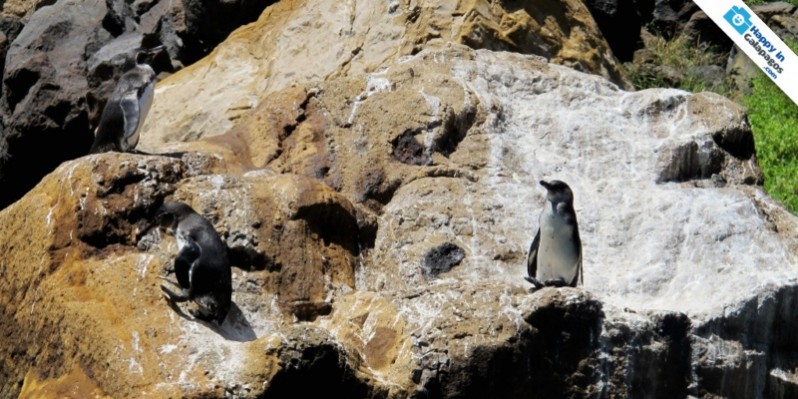 Galapagos Photo A group of wonderful penguins in Galapagos