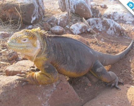 Galapagos Photo A incredible land iguana in North Seymour Island