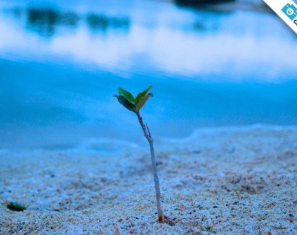 A little mangrove growing up in Galapagos