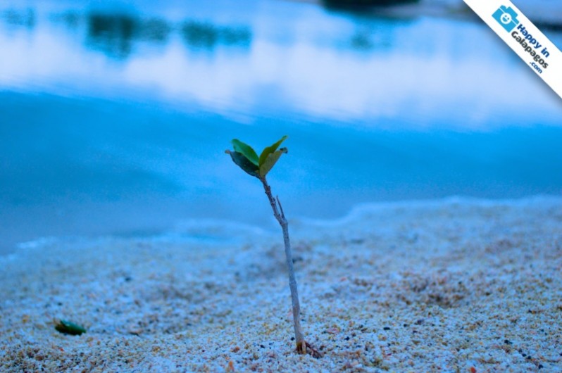 A little mangrove growing up in Galapagos