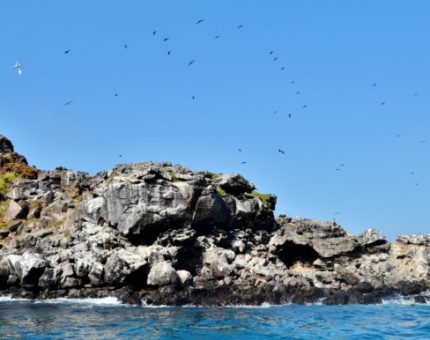 Galapagos Photo An amazing place for birding in Galapagos Islands