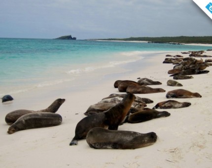 Galapagos Photo A really amazing colony of sea lions in Galapagos