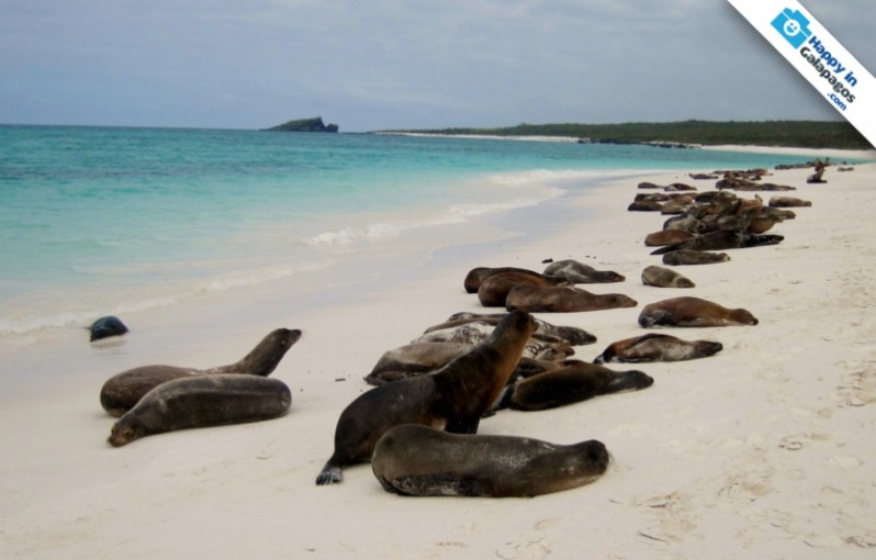Galapagos Photo A really amazing colony of sea lions in Galapagos