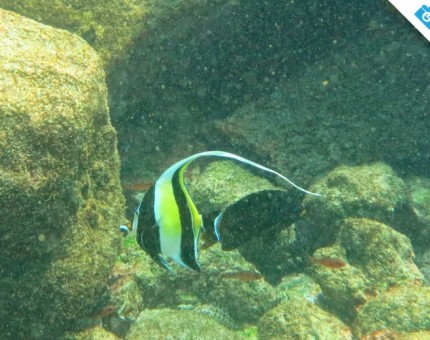 Galapagos Photo A really amazing moorish idol fish in Galapagos