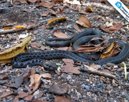 Galapagos Photo A really amazing snake in the Galapagos Islands
