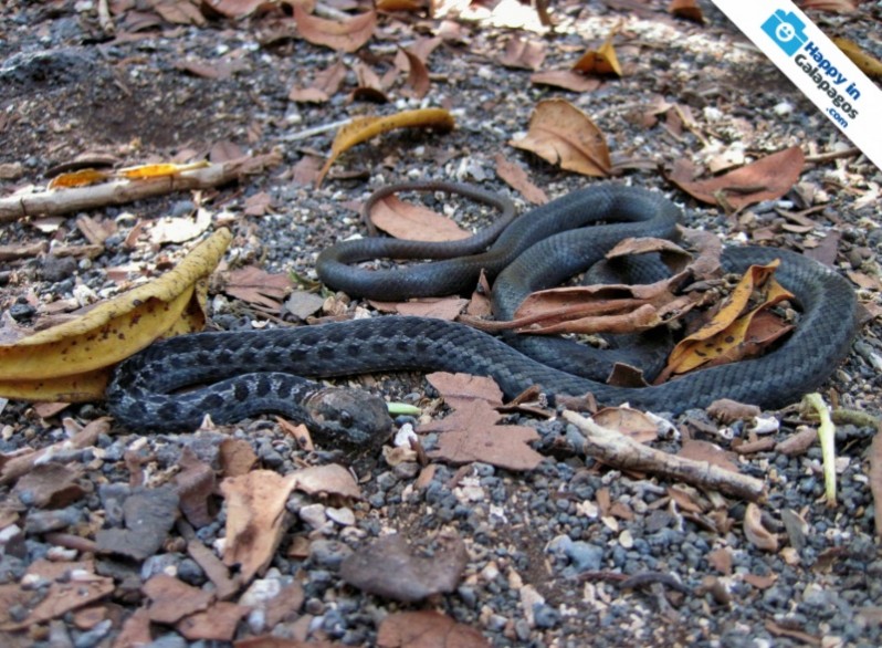 Galapagos Photo A really amazing snake in the Galapagos Islands