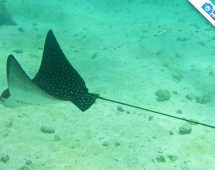 Galapagos Photo A really amazing spotted eagle ray in Galapagos