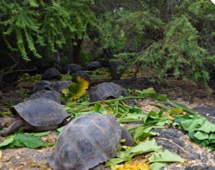 Galapagos Photo A really big group of giant tortoises in Galapagos
