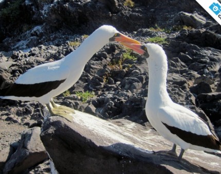 Galapagos Photo A romantic couple of Nazca boobies in Galapagos