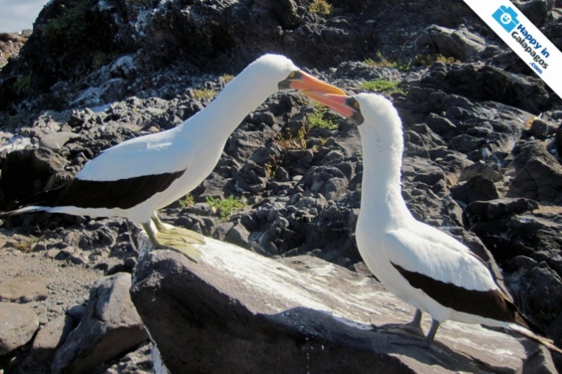 Galapagos Photo A romantic couple of Nazca boobies in Galapagos