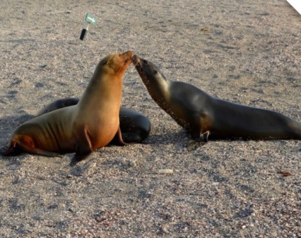 Galapagos Photo A romantic kiss in the Galapagos Islands