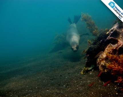 Galapagos Photo A sea lion diving in Tagus Cove of Isabela Island