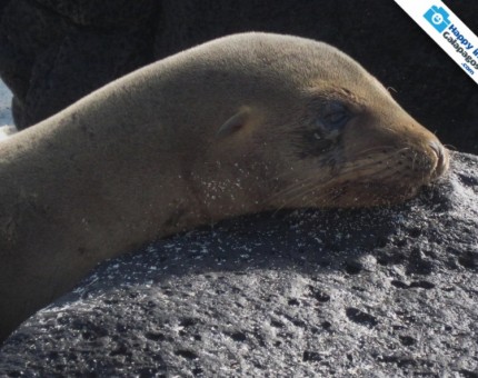 Galapagos Photo A sea lion resting in Santa Fe Island of Galapagos