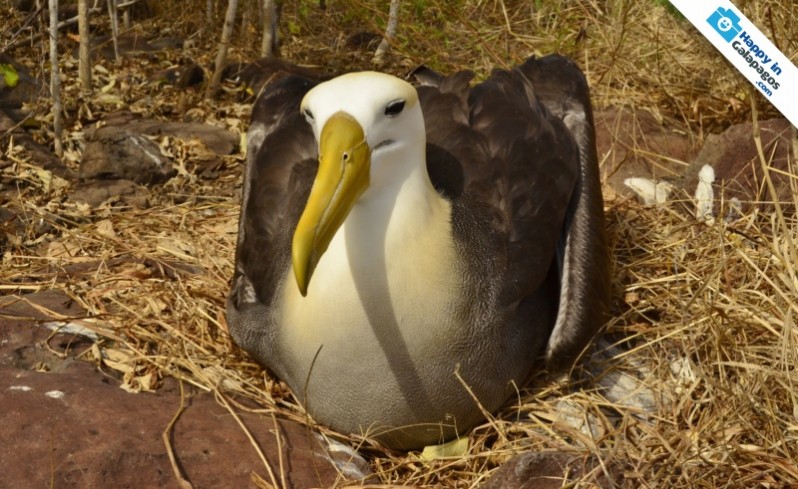 Galapagos Photo A wonderful albatross in Española Islands