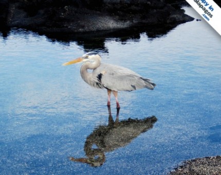 Galapagos Photo A wonderful blue heron in Fernandina Island