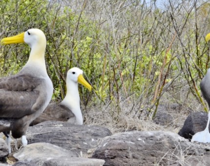 Galapagos Photo Come and admire an awesome group of albatross