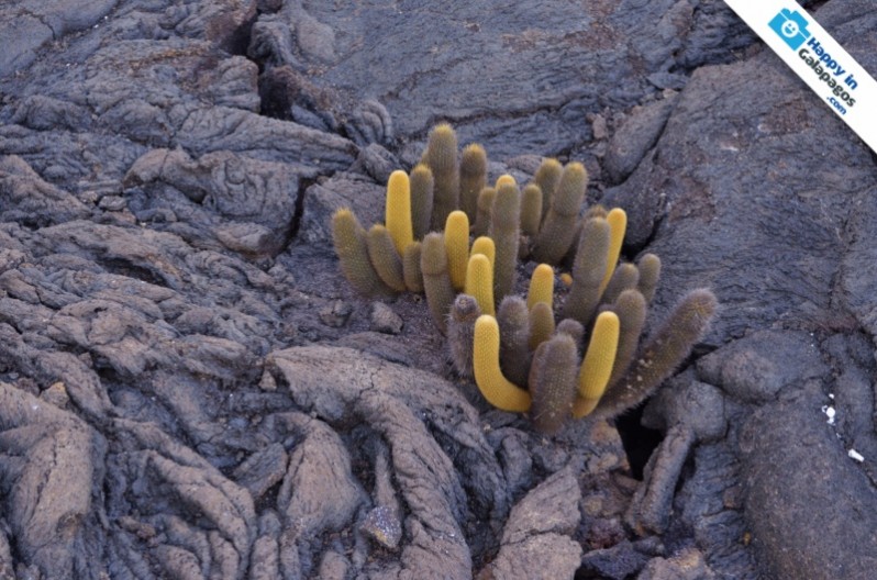 Galapagos Photo A wonderful lava cactus in Punta Espinoza
