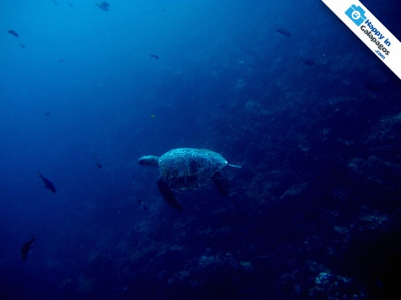 Galapagos Photo A wonderful marine turtle swimming in Champion Islet