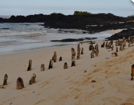 Galapagos Photo An amazing beach in Las Bachas
