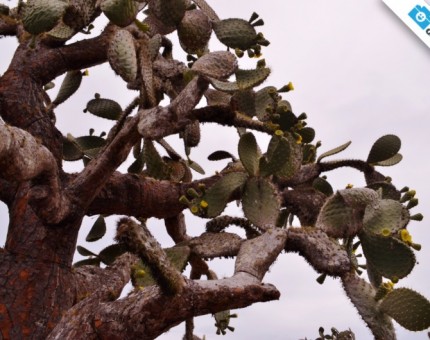 Galapagos Photo An amazing candelabra cactus in Santa Fe Island
