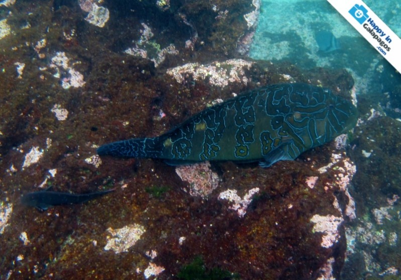 Galapagos Photo An amazing hieroglyphic hawkfish in Galapagos