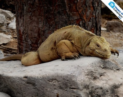 Galapagos Photo An amazing land iguana resting in Santa Fe Island
