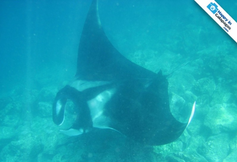 Galapagos Photo An amazing ray in the Enchanted Islands
