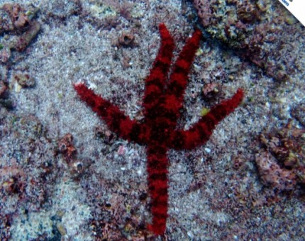 Galapagos Photo An amazing red starfish in Champion Islet