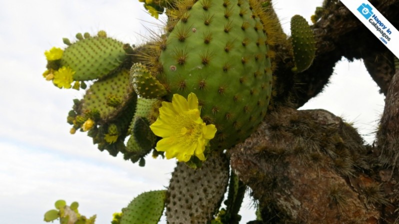 Galapagos Photo An awesome flower of a cactus in Galapagos