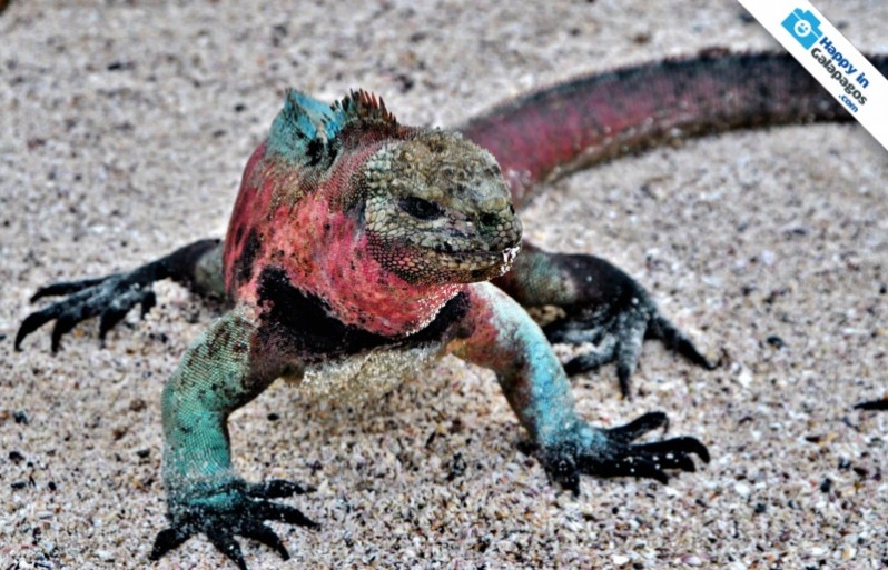 An awesome marine iguana in Galapagos Islands