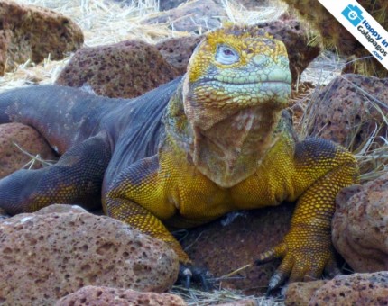 An extraordinary land iguana in Galapagos Islands