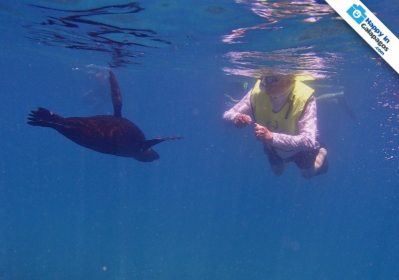 Galapagos Photo An incredible snorkeling with a playful sea lion