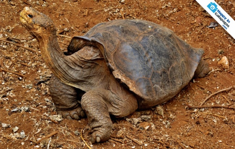 Galapagos Photo An incredible tortoise of Galapagos Islands