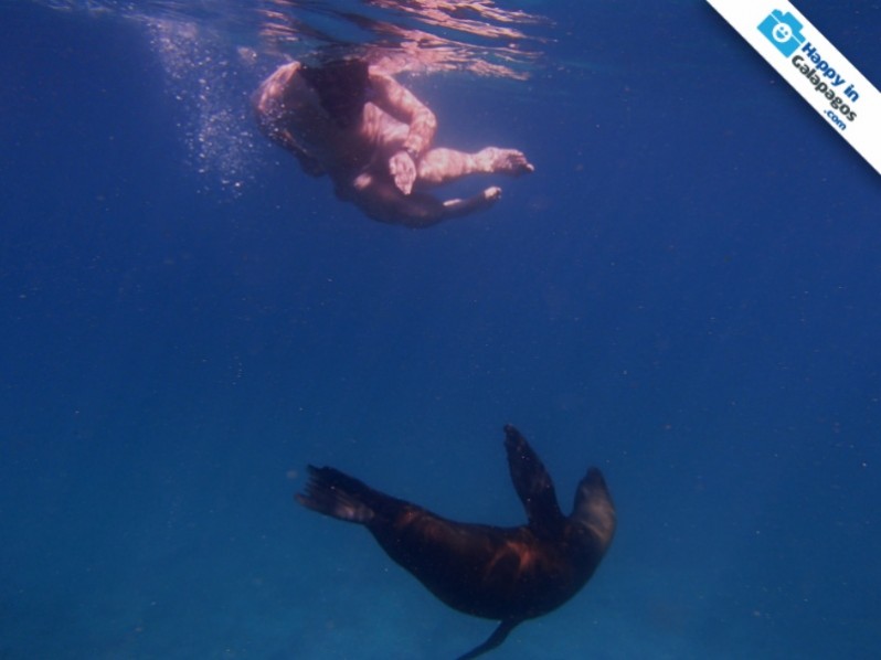 Galapagos Photo Incredible experiences with awesome sea lions in Galapagos