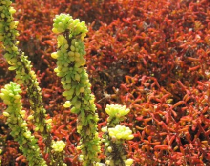 Galapagos Photo Awesome plants to discover in the Enchanted Islands