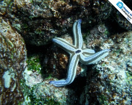 An Incredible blue starfish in Punta Cormorant