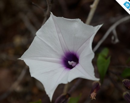 Campanilla flower in Rabida Island