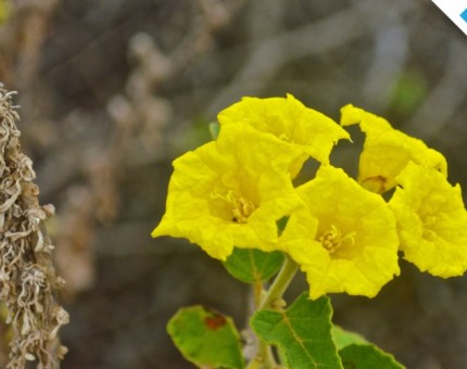 Galapagos Photo Discover the beautiful flora of Galapagos Islands