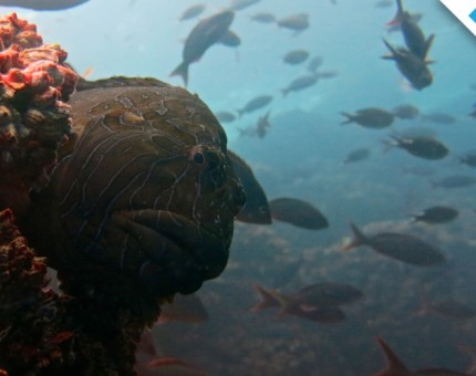 Galapagos Photo Discover the underwater paradise of Galapagos