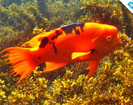 Galapagos Photo Discover this amazing orange fish in the Enchanted Islands
