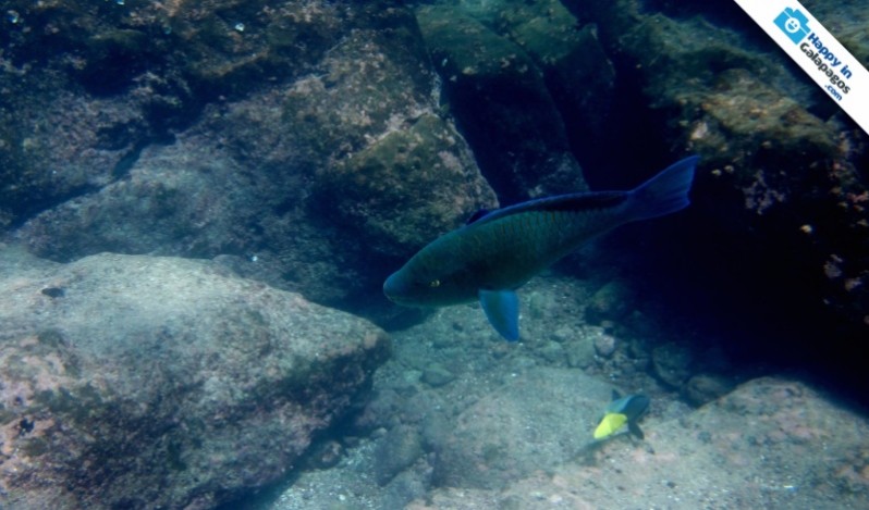 Galapagos Photo Discover this amazing parrot fish in Buccaneer Cove