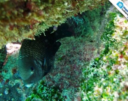 Galapagos Photo Discover this beautiful fish in Galapagos