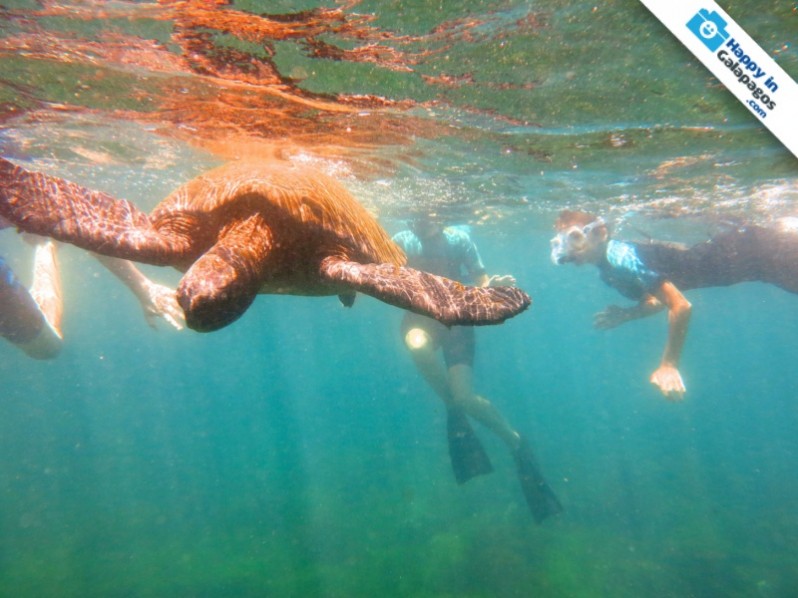 Galapagos Photo Incredible snorkeling experiences in Galapagos