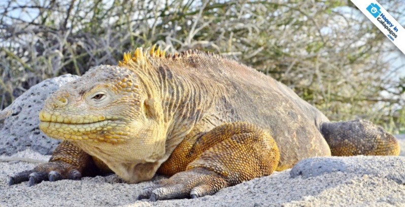 A great land Iguana in the Enchanted Islands