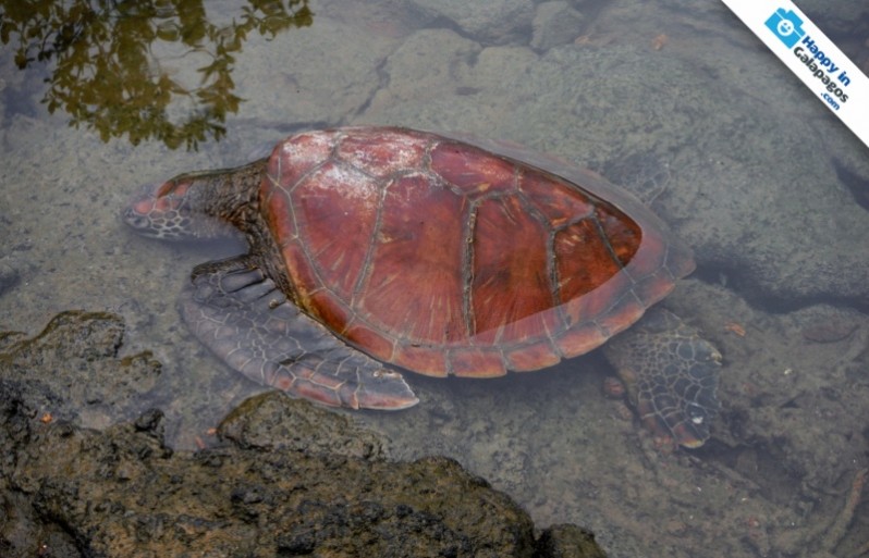 A Incredible marine turtle in Punta Espinoza