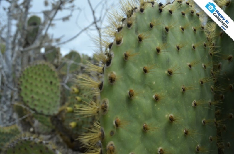 Prickly Pear Cactus in Rabida Island
