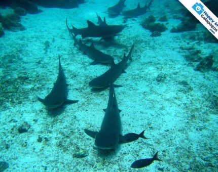 An awesome group of sharks in Galapagos