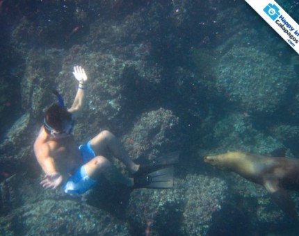 Snorkeling with a curious sea lion in Galapagos