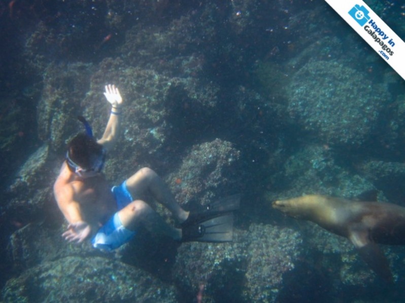 Snorkeling with a curious sea lion in Galapagos